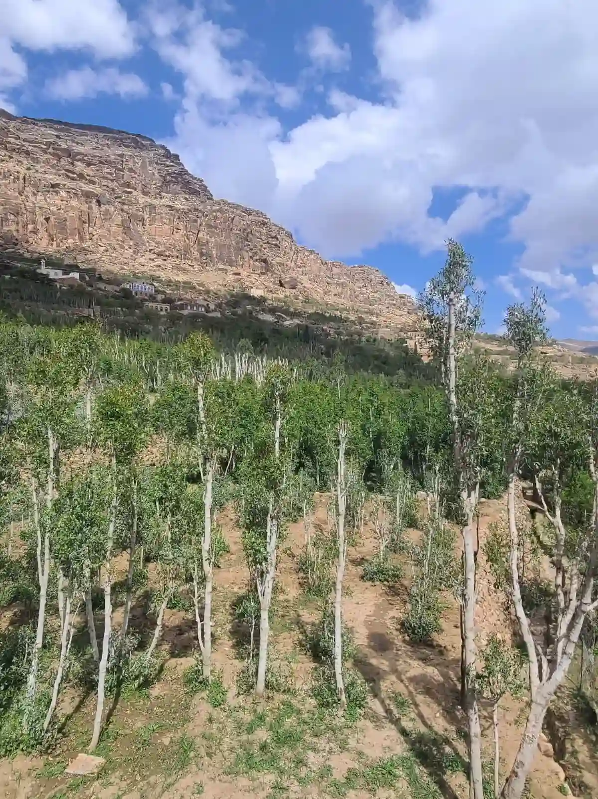 صورة المنشور